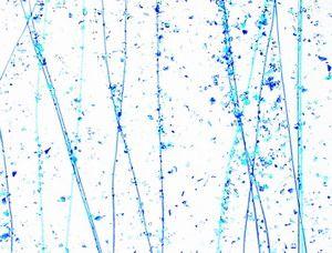 BULLSEYE Glasfarbe 4216-00F Mardi Gras