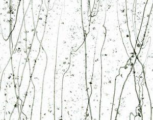 BULLSEYE Glasfarbe 4229-00F Mardi Gras